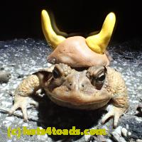 /home//u458753944/public_html/sourcegallery/////Roxborough Toad Detour/2013-2019/2018/2018-03-29/P3290077.JPG